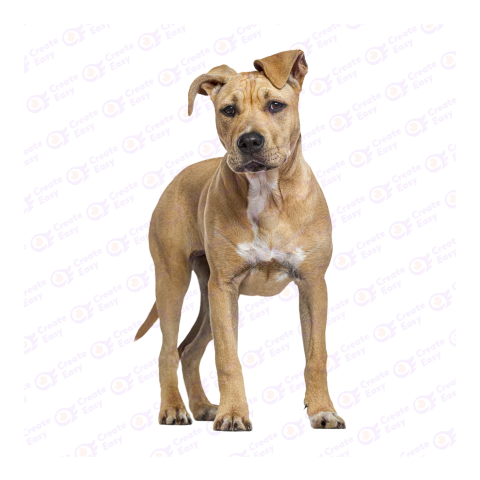 Pit bull png image