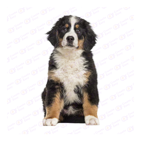 Bernese Mountain Dog png image