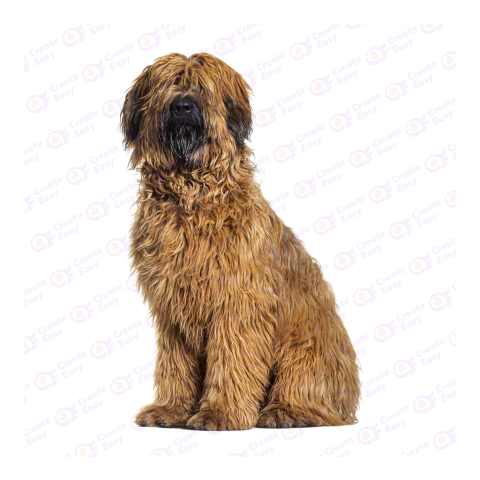 Briard png image