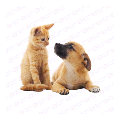 Cat Dog png image