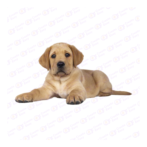 Labrador Retriever png image