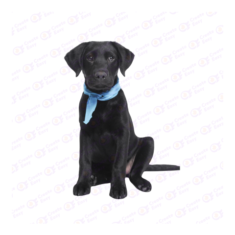 Labrador Retriever png image