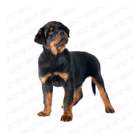 Rottweiler png image