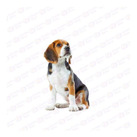 Beagle png image