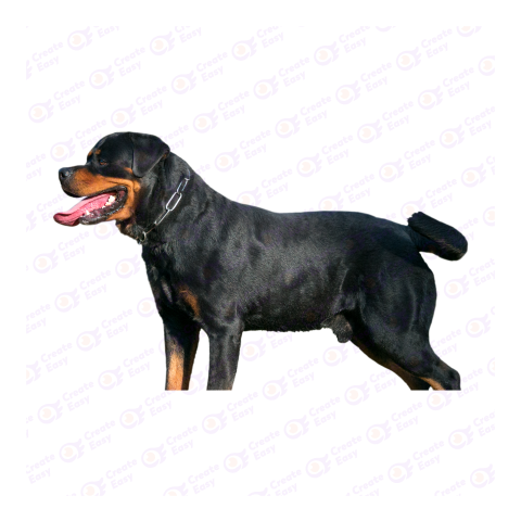 Rottweiler png image