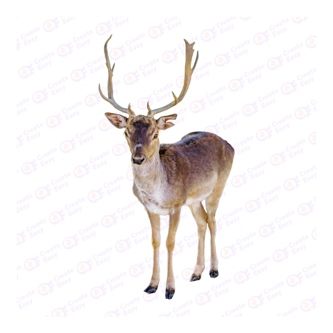 Reindeer png image