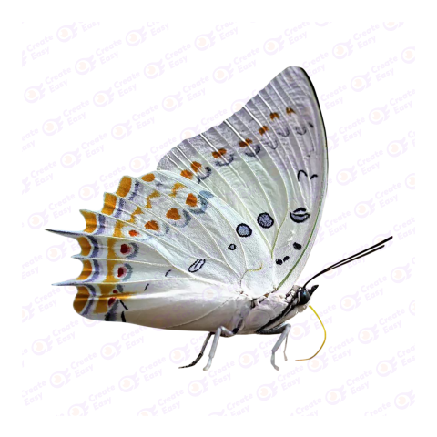 Nawab butterflies png image