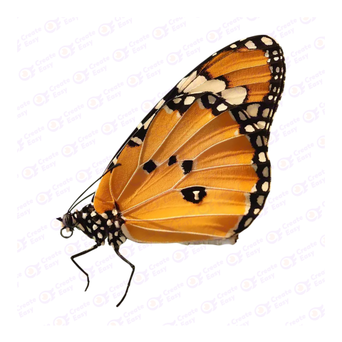 Plain Tiger png image