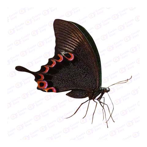 Paris peacock png image