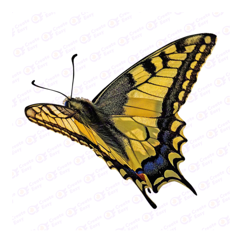 Swallowtail butterfly png image