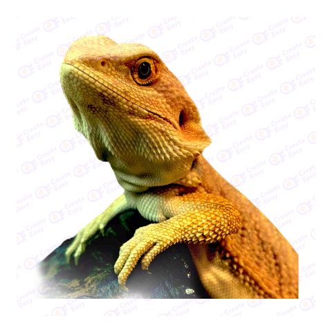 Central bearded dragon png image