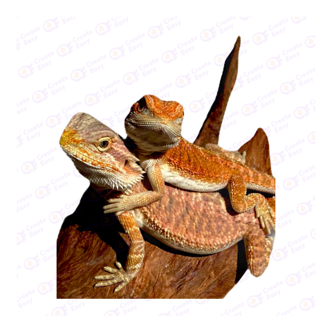 Central bearded dragon png image