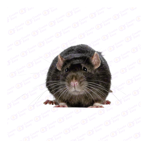 Rat png image