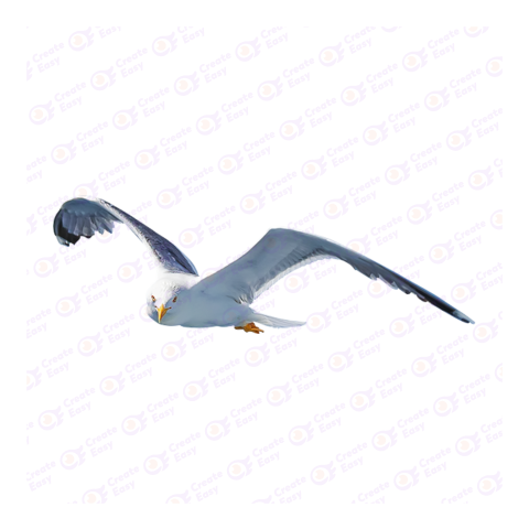 Gull png image