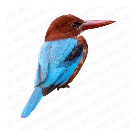 White-bellied kingfisher png image