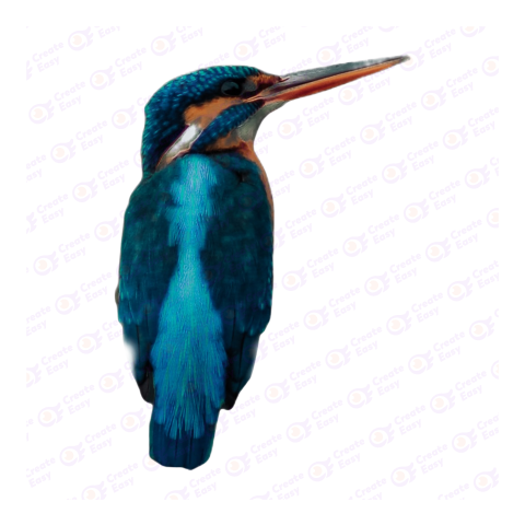 Kingfishers png image