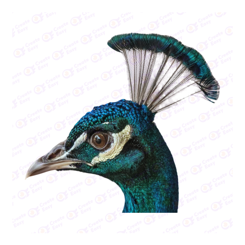 Peafowl png image