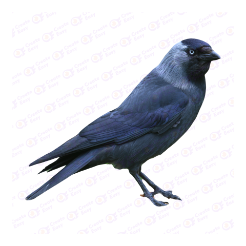 Western jackdaw png image