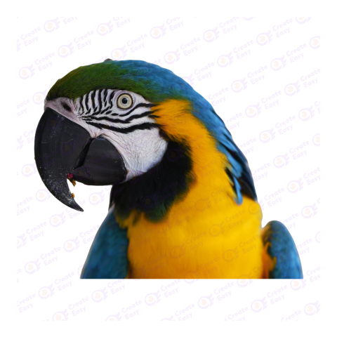 Macaw png image