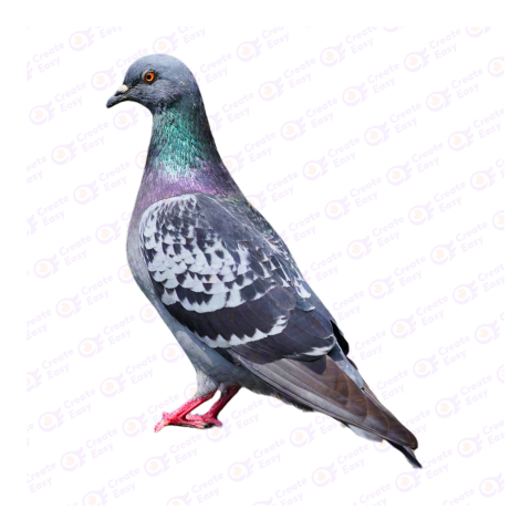 Feral pigeon png image