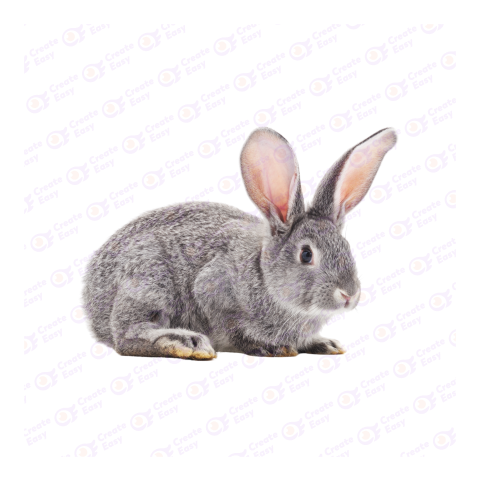 Silver Fox rabbit png image