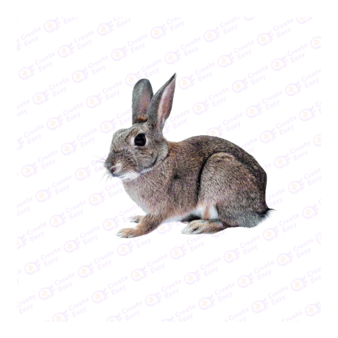 Domestic rabbit png image