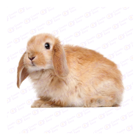Holland Lop png image