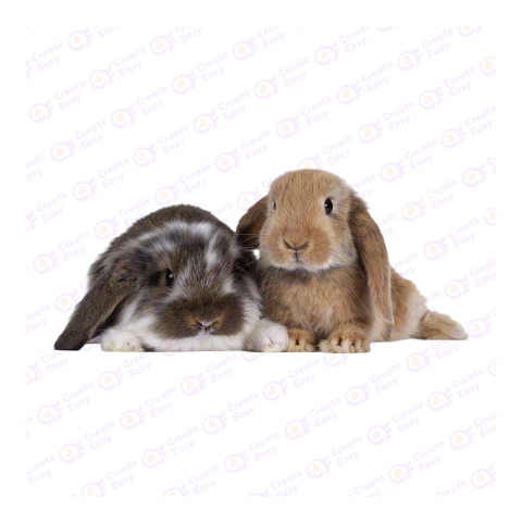 French Lop png image