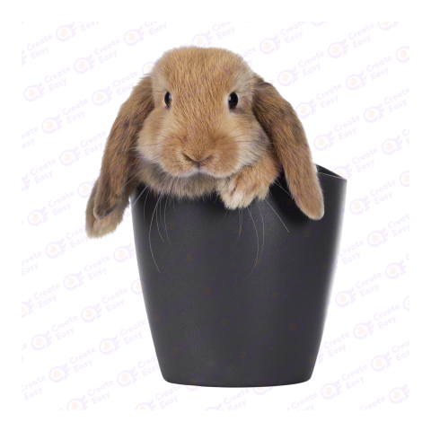 Holland Lop png image