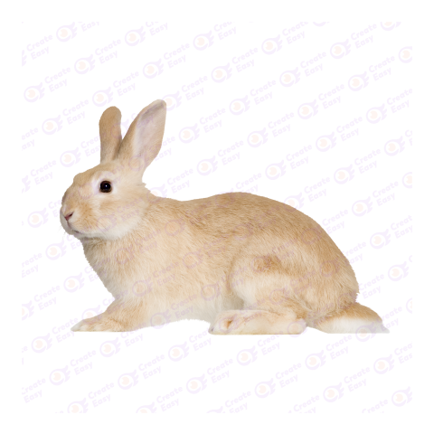 New Zealand rabbit png image
