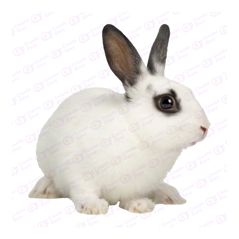 English Spot png image