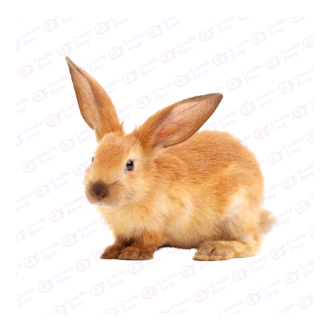 Domestic rabbit png image