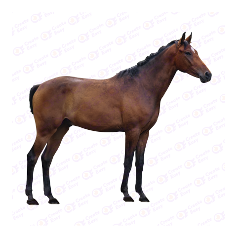 Brown horse png image