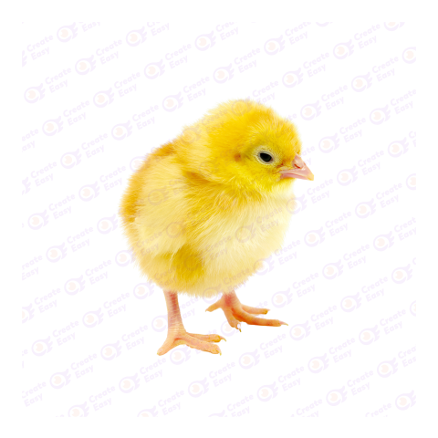 Yellow-hair chicken png image