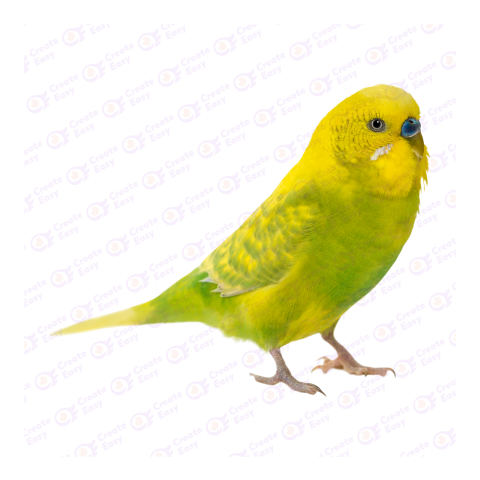 Budgerigar png image