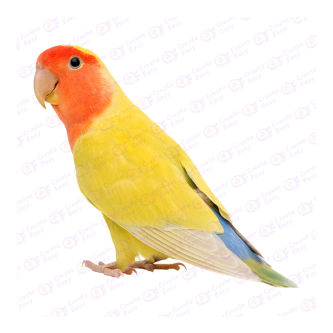 Rosy-faced lovebird png image