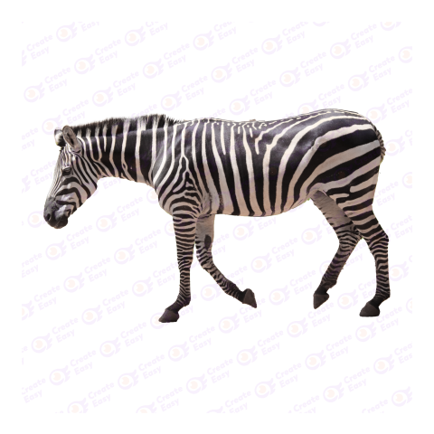 Zebra png image