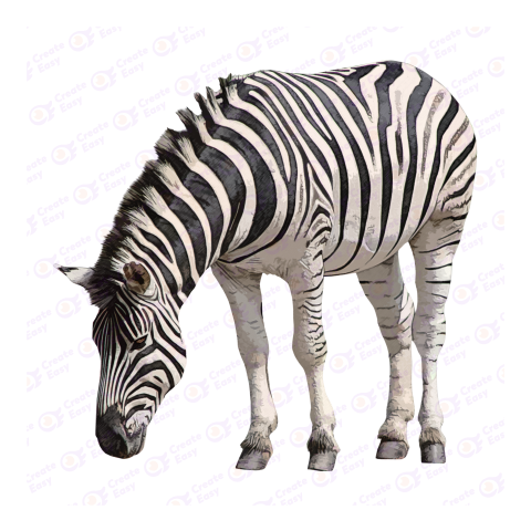 Zebra png image