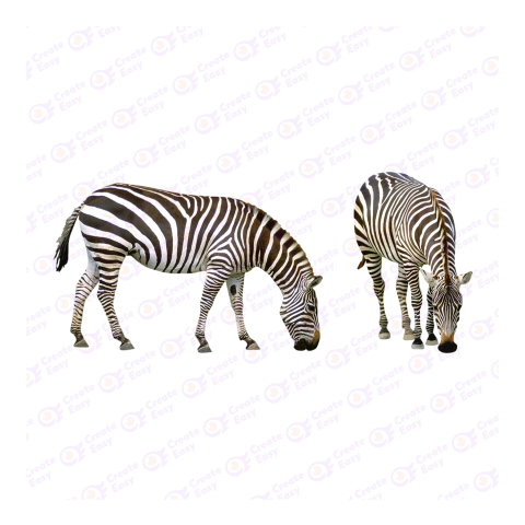 Zebra png image