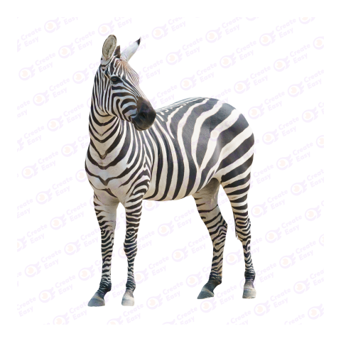 Zebra png image