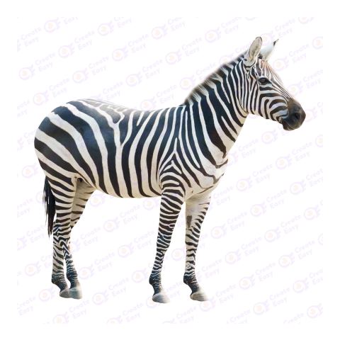 Zebra png image
