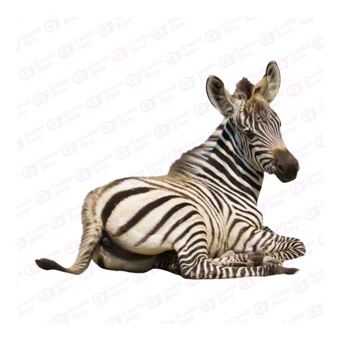 Zebra png image