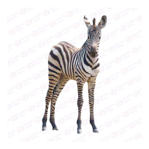 Zebra png image