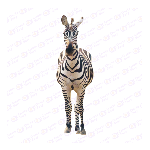 Zebra png image
