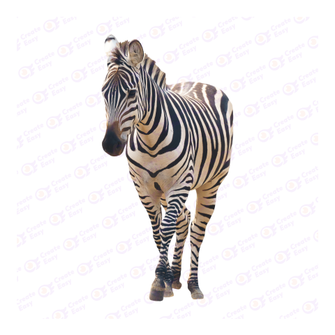Zebra png image