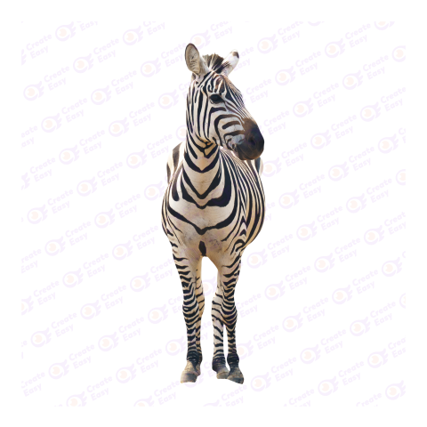 Zebra png image