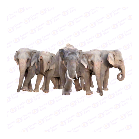 Asian elephant png image