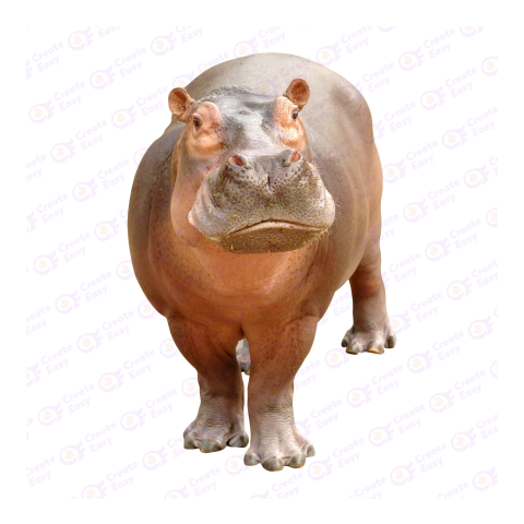Hippopotamus png image