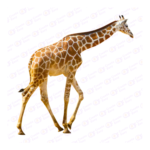 Giraffe png image