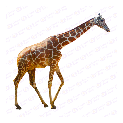 Giraffe png image